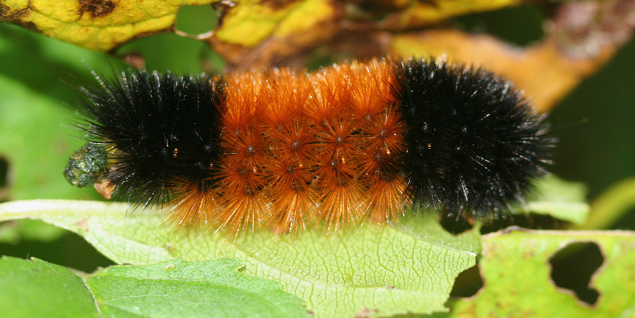 Myth Busting The Hickory Tussock Moth Caterpillar Metro Parks