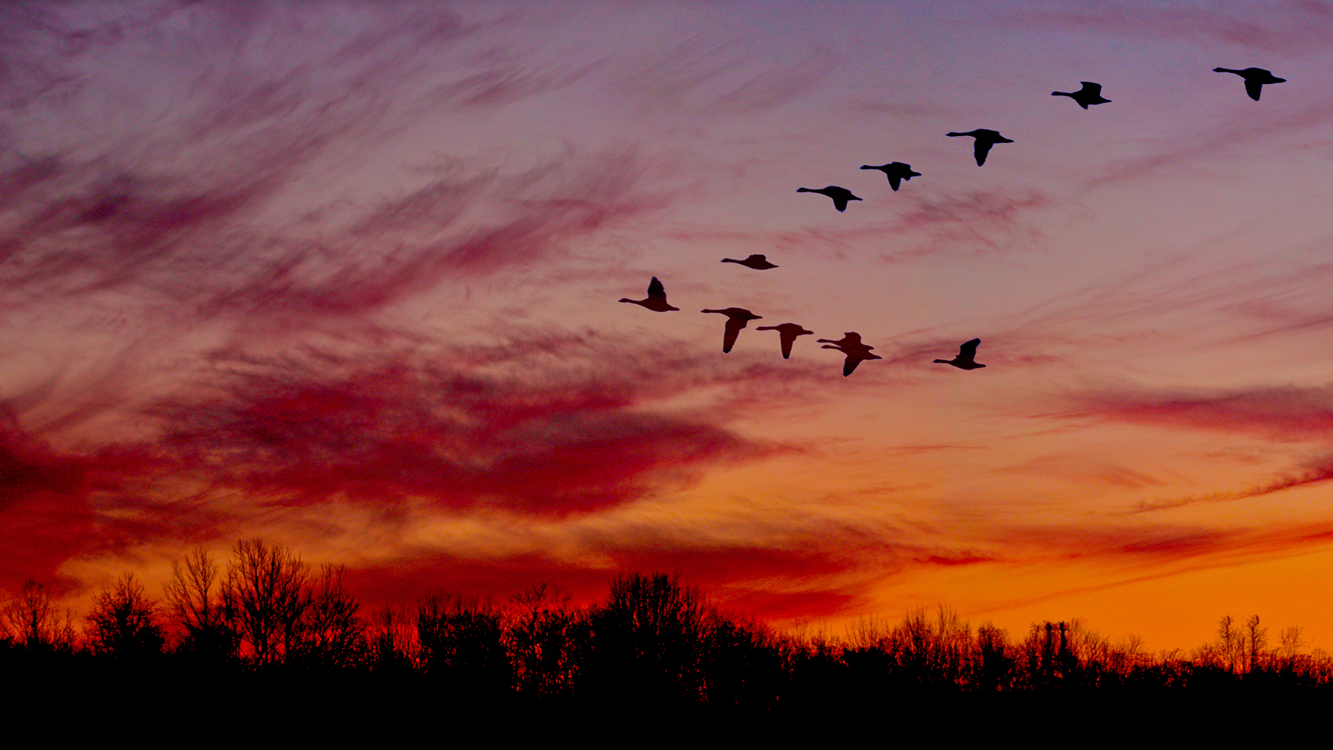 Geese and sunset at Sharon Woods