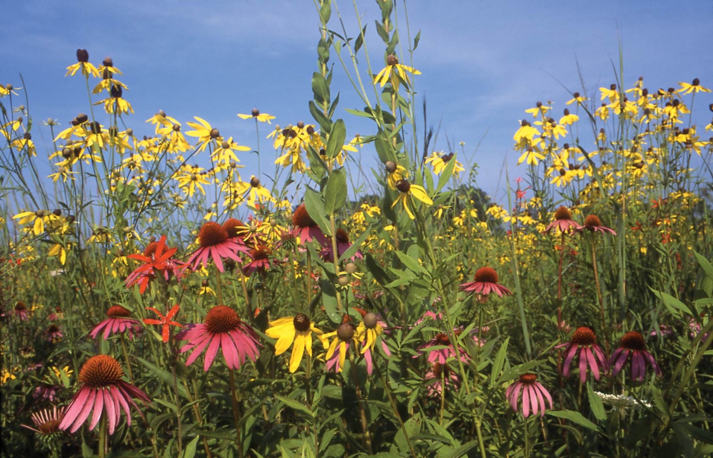 Prairie coneflowers at Battelle Darby Creek Metro Park