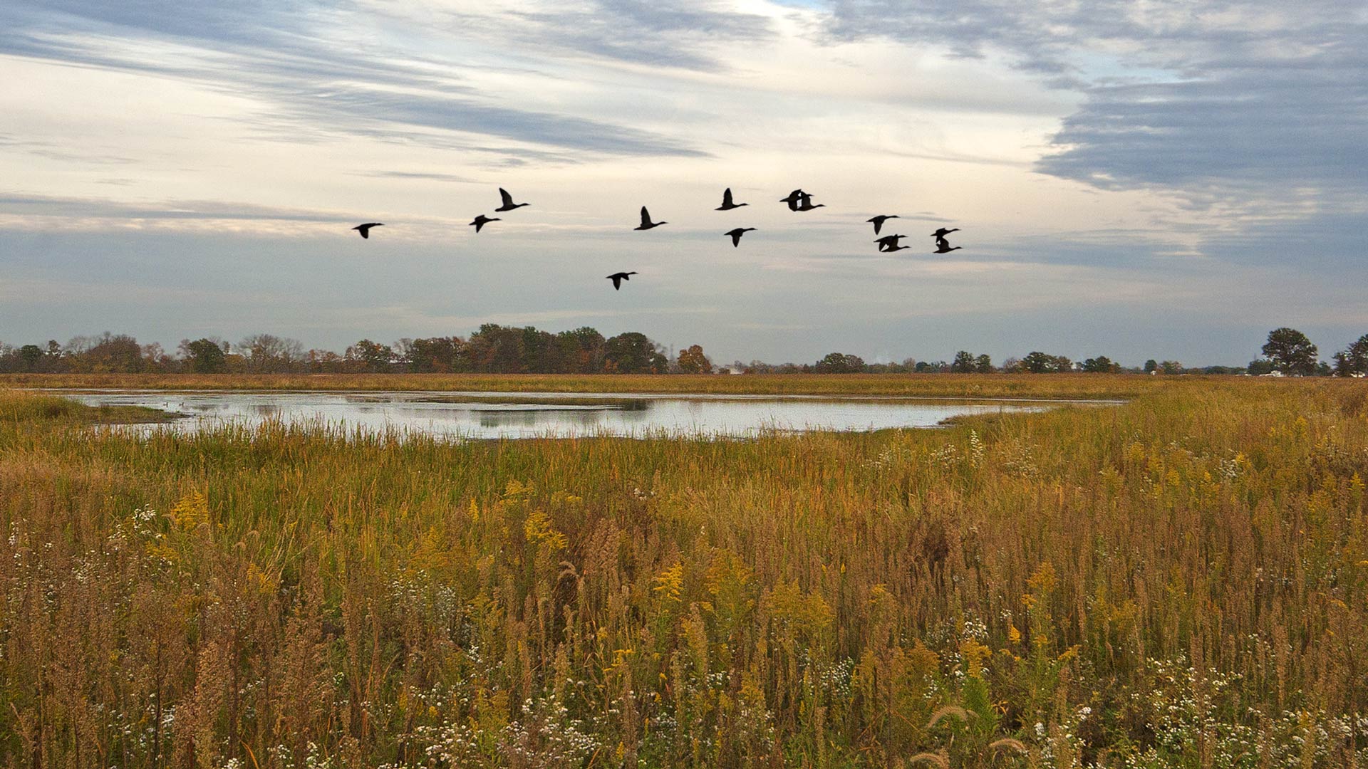 Mallards over wet prairie