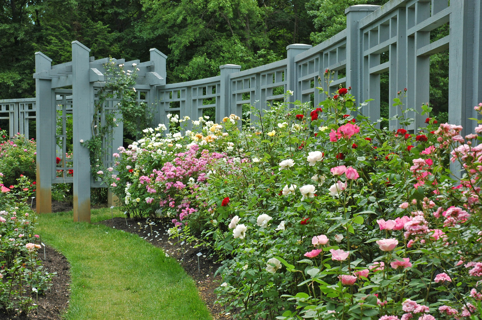 Inn Roses By Rose Garden Trellis June B Knowles Metro Parks