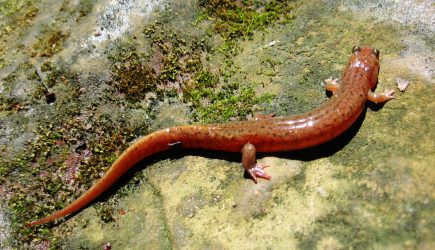 Dusky salamander (Andrea Krava)