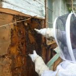 Walnut Woods Bee Hive