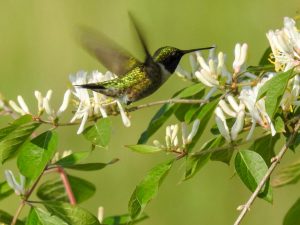 Ruby-throated hummingbird 