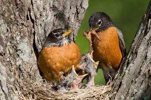 Robin Family