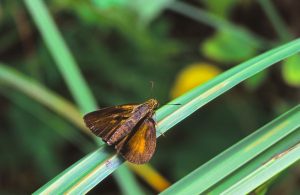 Skipper on leaf