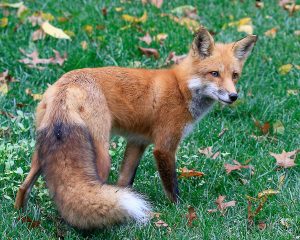 FB_a_Ohio-Native-Animals_Red-Fox_1st-place-Mary-Howell