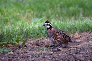 Northern bobwhite quail by Bryan Knowles