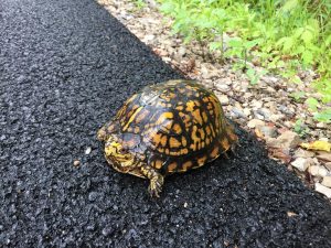 Turtle crossing the road