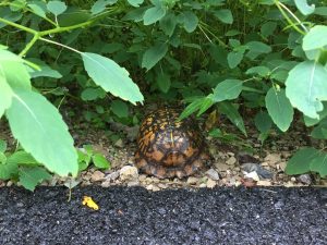 Turtle crossing the road