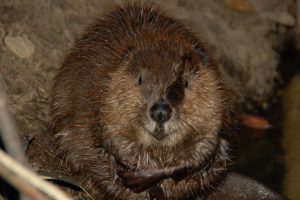 beaver-at-THC_Andrew-Boose-1080px