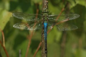 green-darner-dragonfly_male_Mac-Albin-1080px