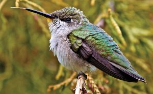 Hummingbird with tongue extended