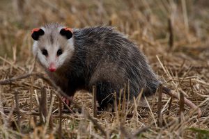 opossum_Dan-Ferrin-1080px