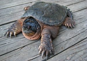 Snapping turtle