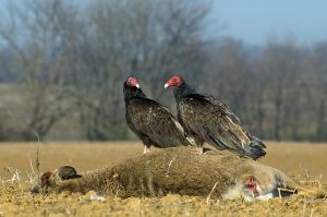 vulture_turkey-vultures-and-roadkill_Robert-Glotzhober-1080px