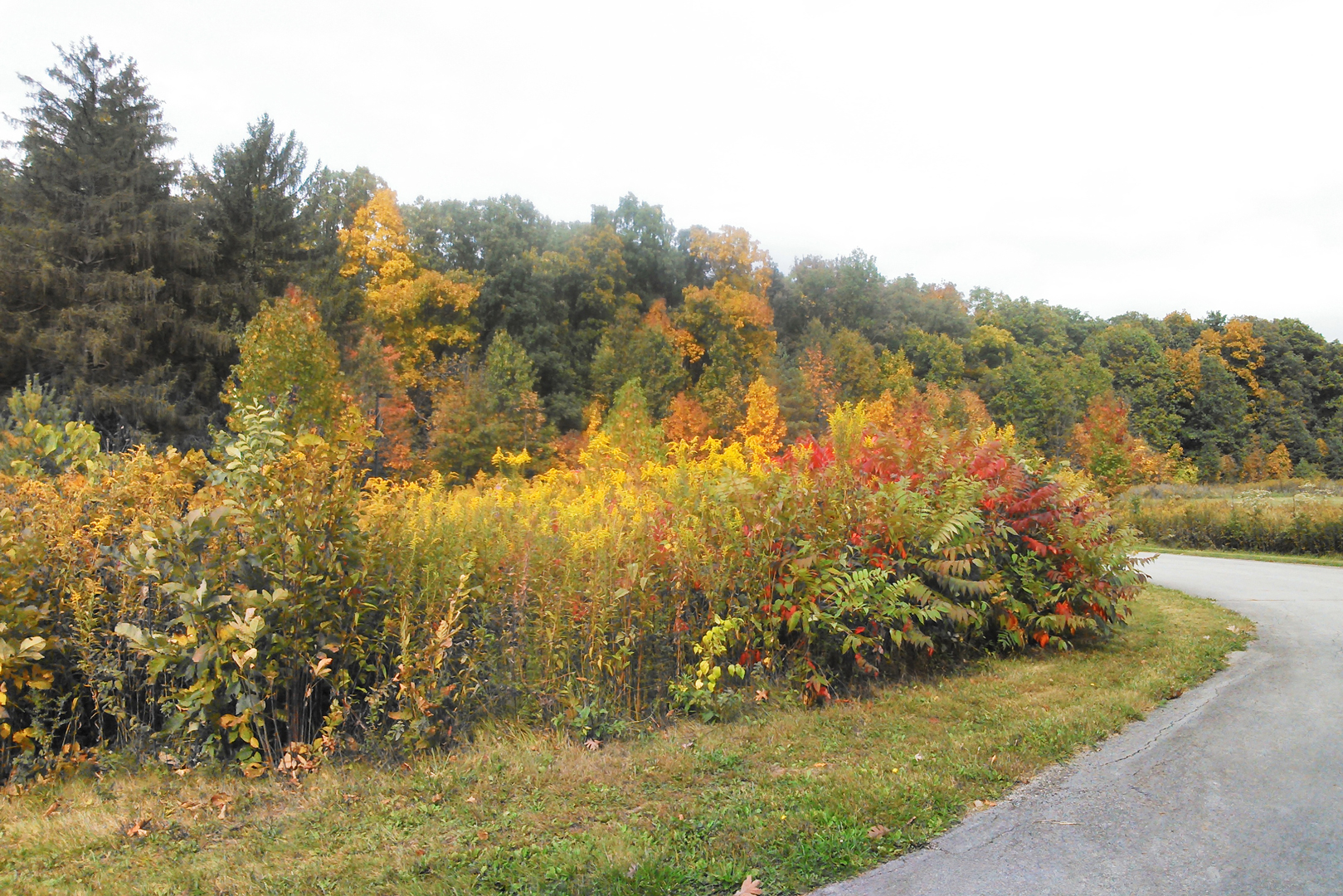 Autumn color on the Fall Driving Tour route to the Sugarbush Day Camp at Blendon Woods. Photo by Dan Bissonette