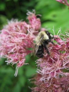 Bee-on-milkweed-1080px