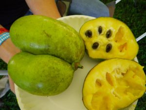 Cultivated pawpaw by Alli Shaw