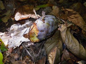 Pawpaw eaten by forest animals by Alli Shaw