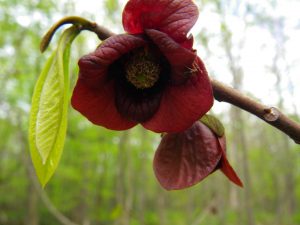 Pawpaw flowers by Alli Shaw