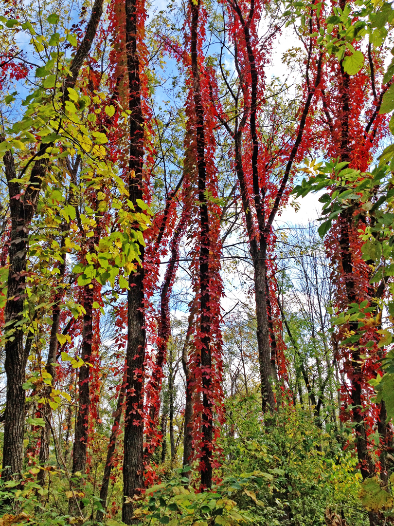 Poison ivy produces one of the earliest flashes of brilliant fall color, often in late September. Photo by Paul Graham