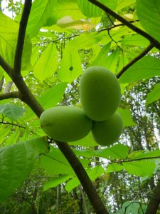 Ripe pawpaws by Alli Shaw