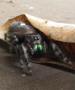 Bold jumping spider by Alli Shaw