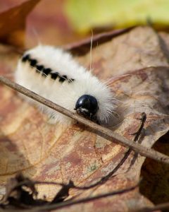 hickory-tussock-moth-caterpillar_clc-frank-kozarich-1080px