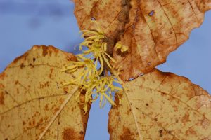 witch-hazel-flowers_oct_annette-boose-1080px