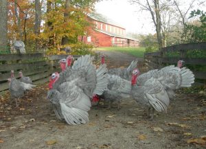 Slate Run Farm turkeys by Dave Trotter