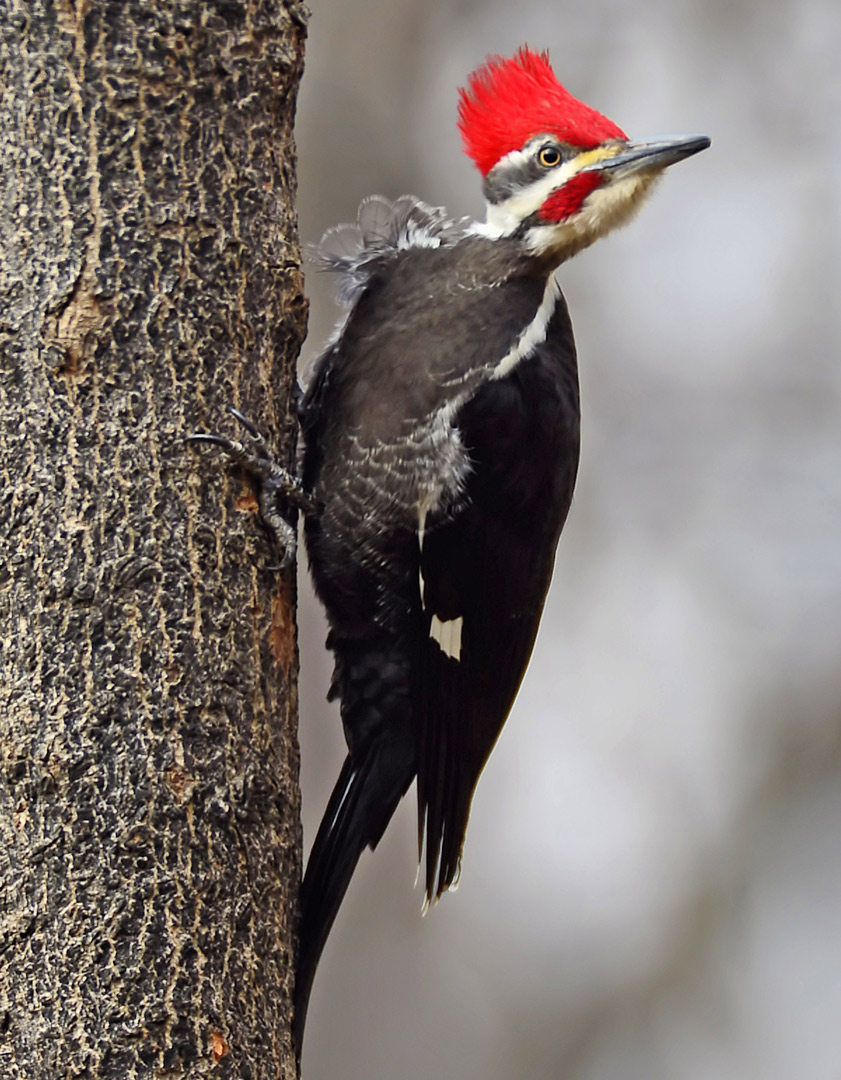 Pileated woodpecker at Highbanks (Dale Miller)