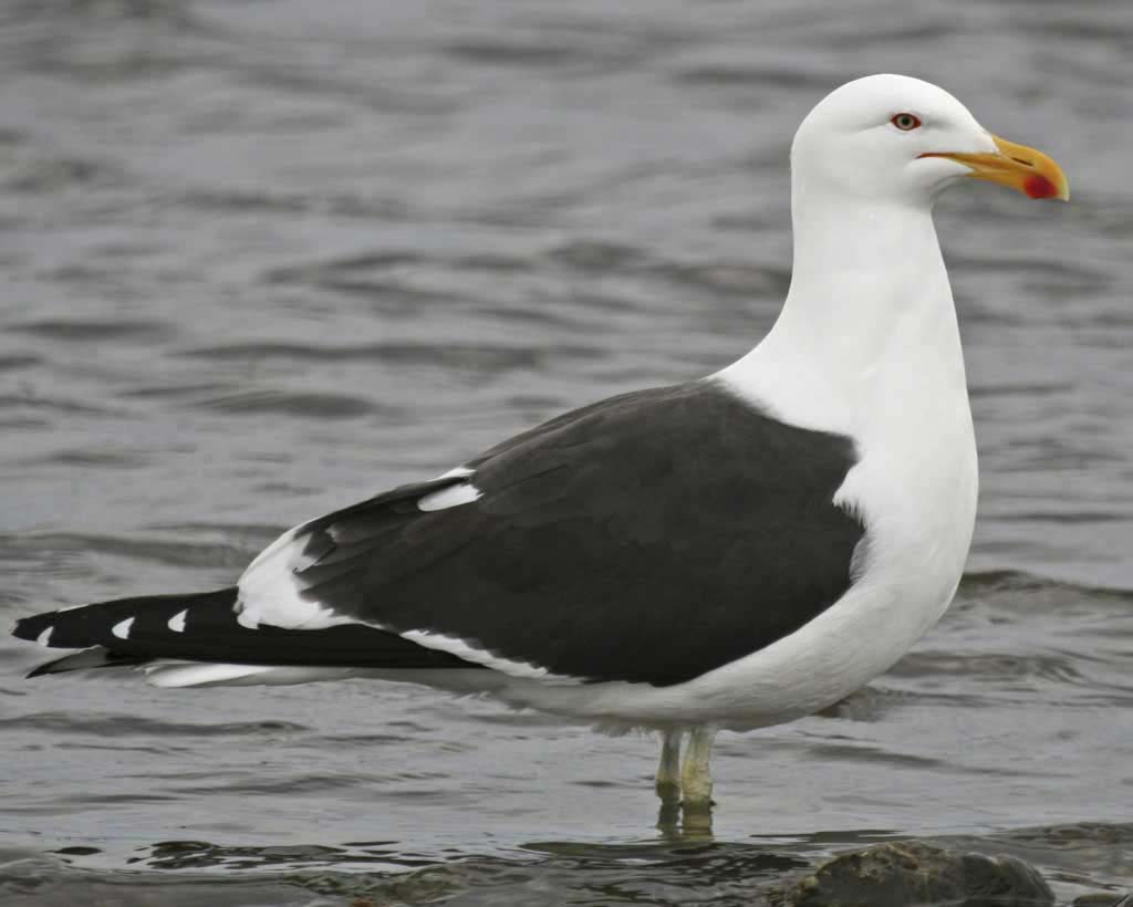 A kelp gull was spotted in Ohio during last year's Audubon Christmas Bird Counts.