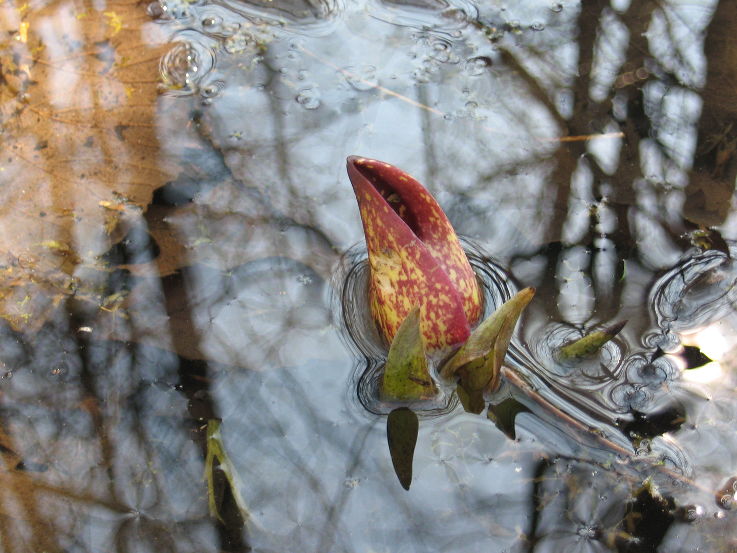 Skunk cabbage survives very comfortably, even when waterlogged. Photo by Andrea Krava