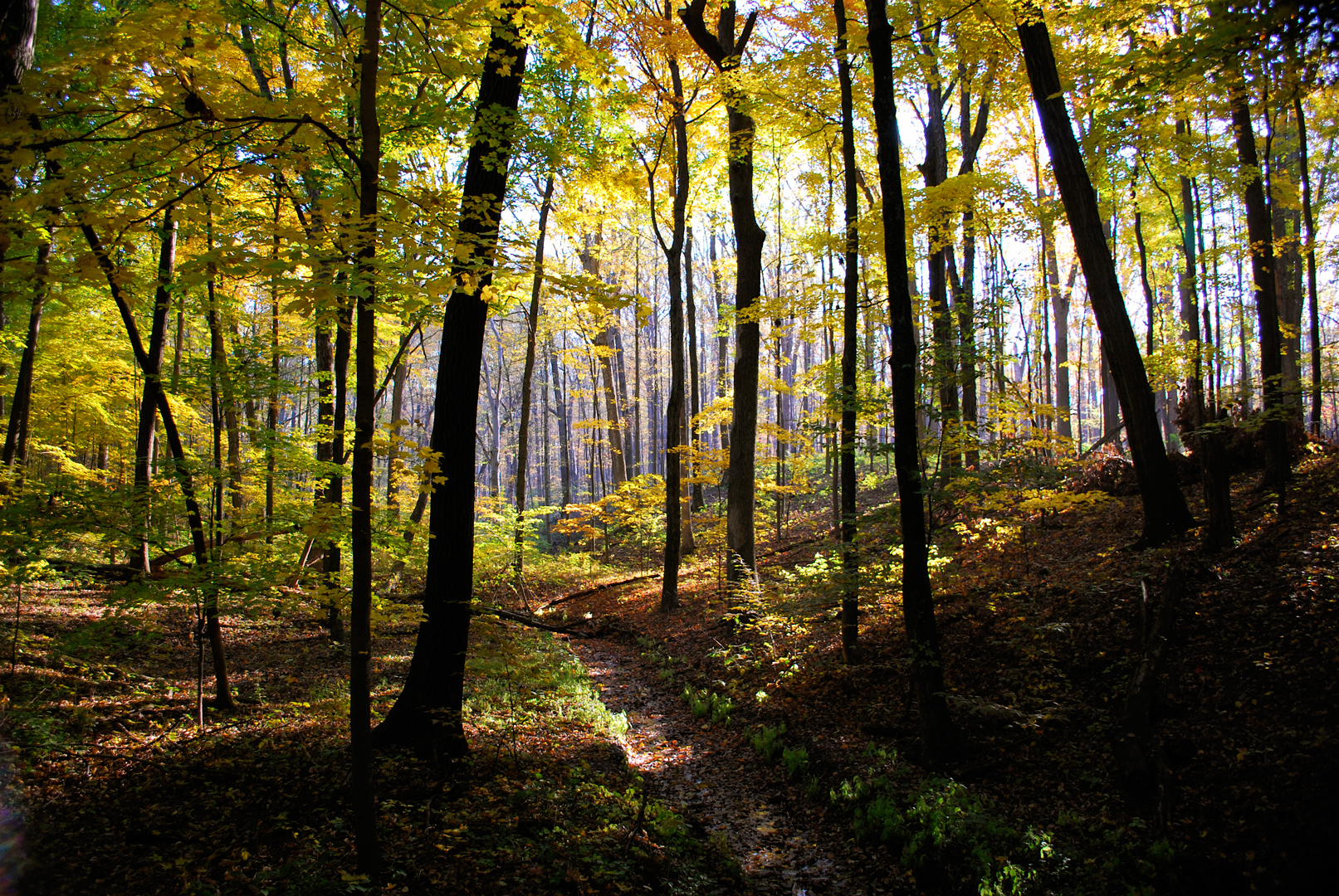 Morning sunshine in the forest at Highbanks.