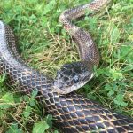 Gray rat snake