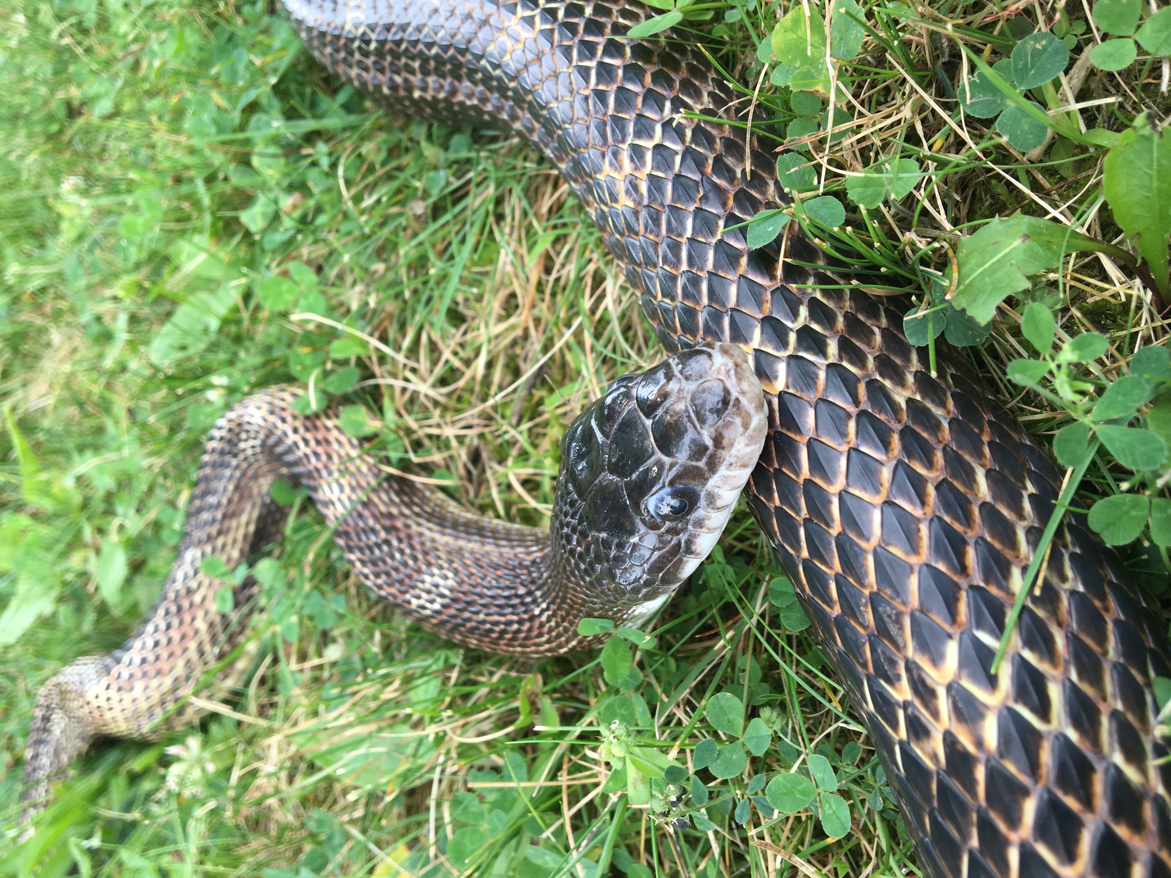 Does anybody know what this snake is? It was spotted in Ohio on a farm but  I can't find it with google images. : r/snakes