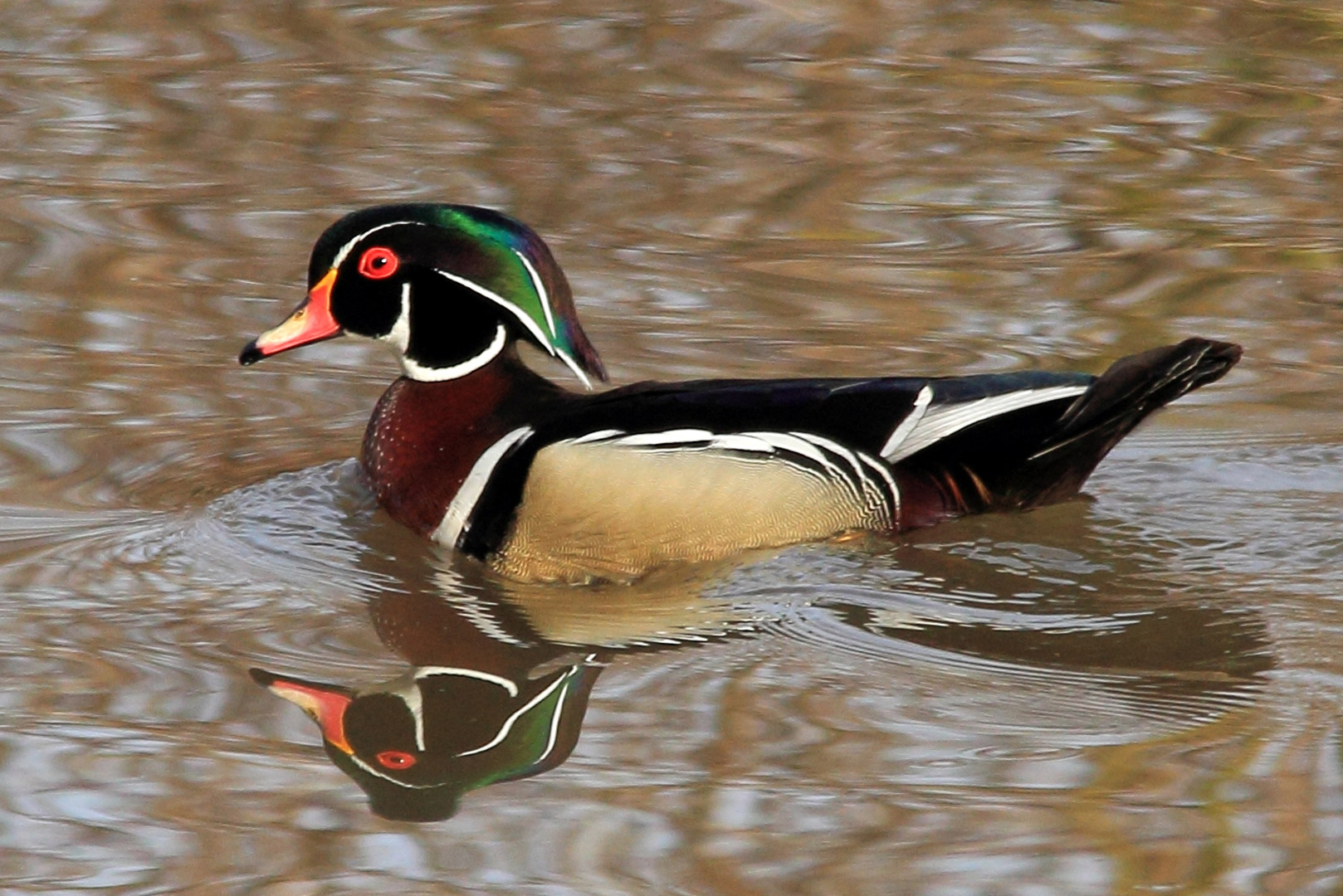 My Favorite Places: Walden Waterfowl Refuge - Metro Parks - Central Ohio  Park System