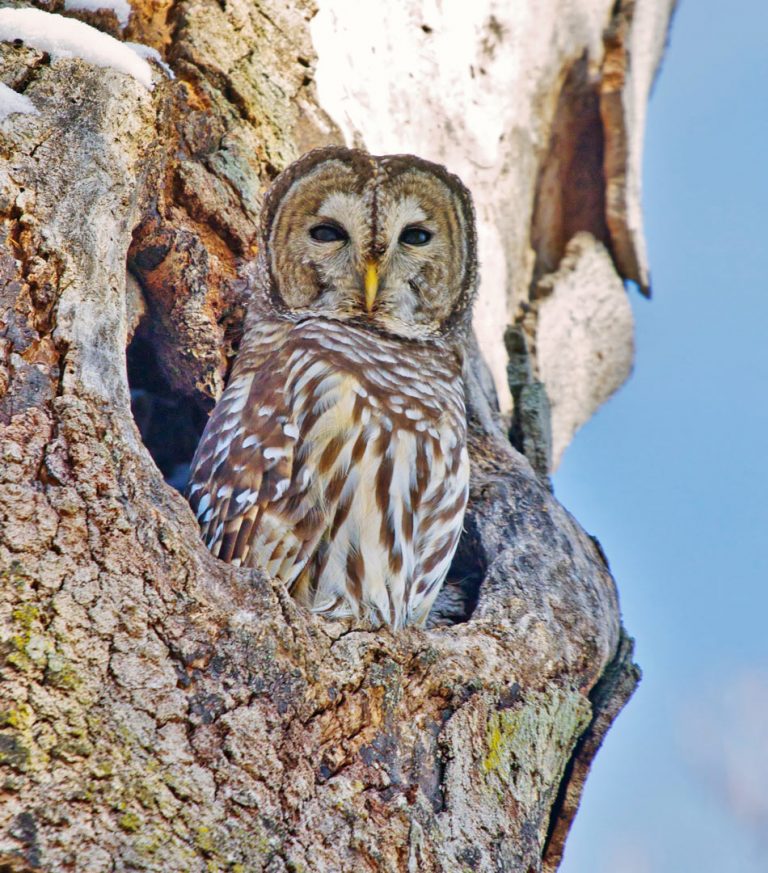 Daytime Owls Metro Parks Central Ohio Park System