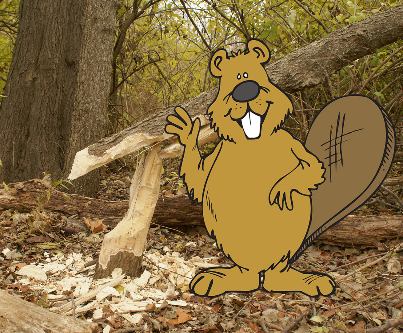 Beaver tales - Metro Parks - Central Ohio Park System