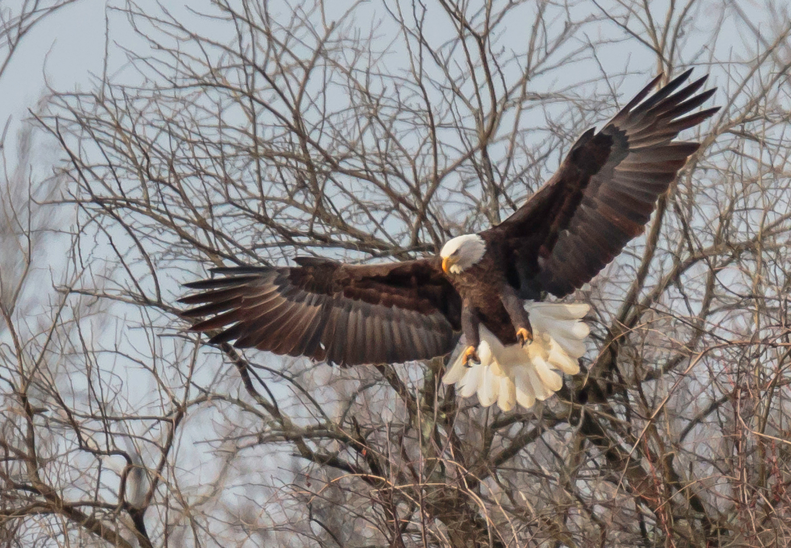 Eagle in flight at Pickerington Ponds Metro Park