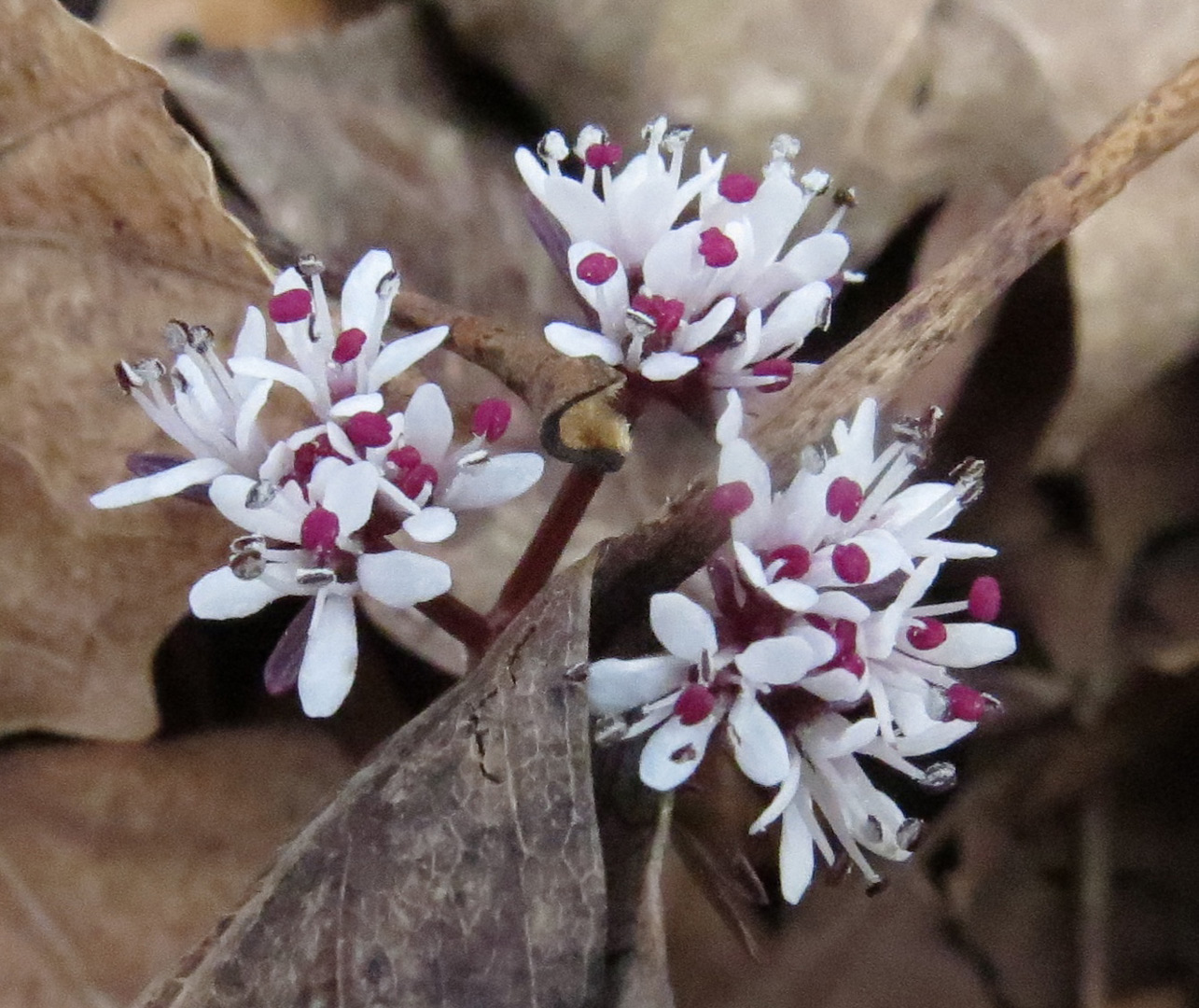 Harbinger-of-spring bloom in the forest at Blacklick Woods Metro Park.