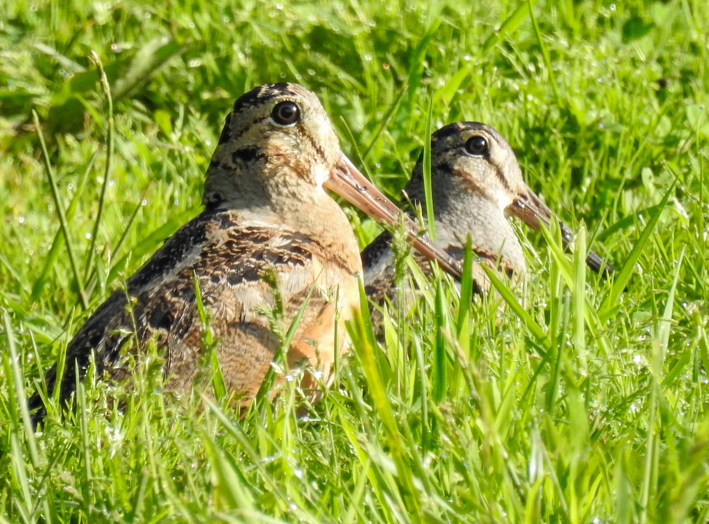 Two woodcocks in a field at Highbanks Metro Park is a harbinger of spring.