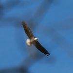 Eagle in flight at Highbanks