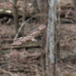 Hawk flies through the woods at Highbanks