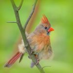 Female cardinal on branch at Blendon Woods
