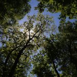 Sun shines through canopy of trees at Slate Run