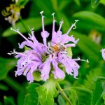 Honeybee on purple wildflower at Scioto Audubon