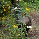 Wild turkey peers out from behind prairie flowers at Blendon Woods