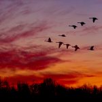 Geese fly through a brilliant red sunset at Sharon Woods
